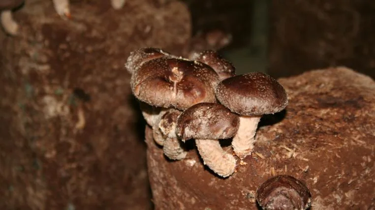 534cf8efd3875ad759eb32d3ac7723fd63ab4e9d shiitake.jpg