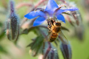 Dass durch Pestizide verursachte Vergiftungen von Bienen vorkommen, weiss Marianne Tschuy von Apiservice, dem Schweizer Bienengesundheitsdienst.