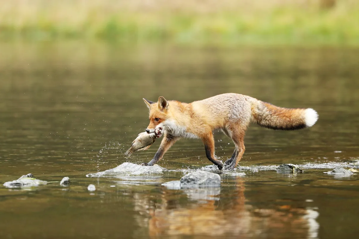 shutterstock_1328401316 Der Fuchs, der einem Fischer Konkurrenz macht
