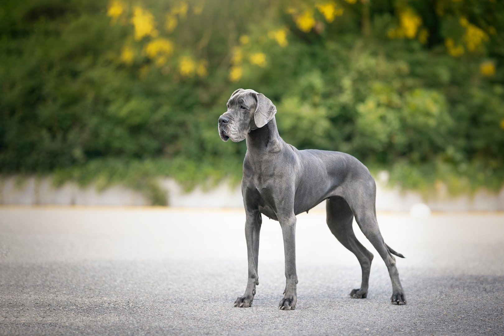 Deutsche Dogge: Sanfter Riese mit imposanter Statur und treuem Wesen