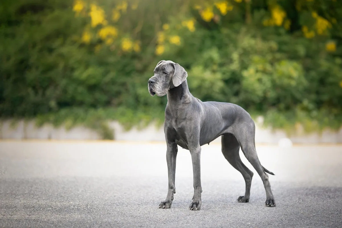 shutterstock_2482396353 Deutsche Dogge: Sanfter Riese mit imposanter Statur und treuem Wesen