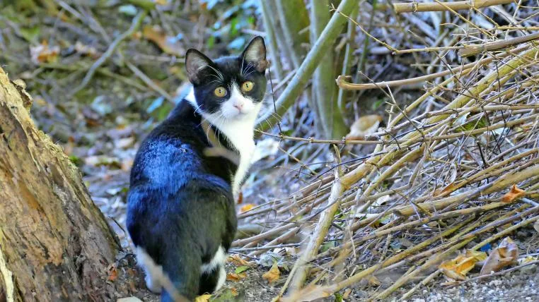 1e8ab3b0e2c58f2c827c8b26e6e2cbc8b25e9153 Verwilderte Katze im Wald