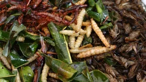 Insektenfleisch, wie es in manchen Regionen Asiens ganz selbstverständlich auf dem Teller landet, ist nahrhaft und umweltfreundlicher als Kuh- oder Schweinefleisch.