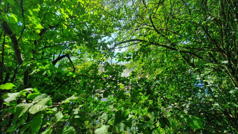 Wald Aufforstung