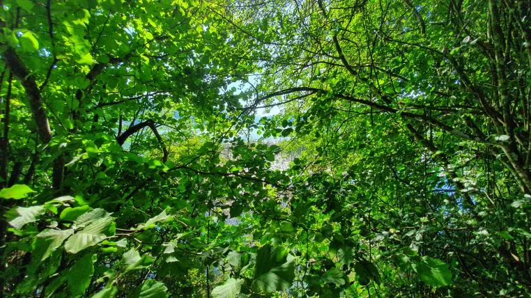 b686472047ad76809ab7f79c7bb45960b0e3ee8b Wald Aufforstung
