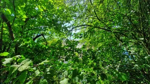 Neue Bäume für den Schutzwald (Themenbild): In Escholzmatt-Marbach LU wird gepflanzt, wo Jahre zuvor der Sturm wütete.