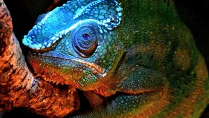 Sein Kopf leuchtet im ultravioletten Licht: Pantherchamäleon (Furcifer pardalis).