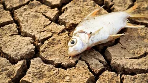 Hitzesommer 2018: Die Trockenheit machte den Tieren zu schaffen.