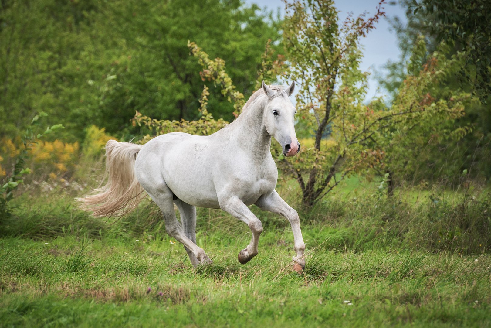 Lipizzaner: Edle und zuverlässige Künstler der klassischen Reitweise