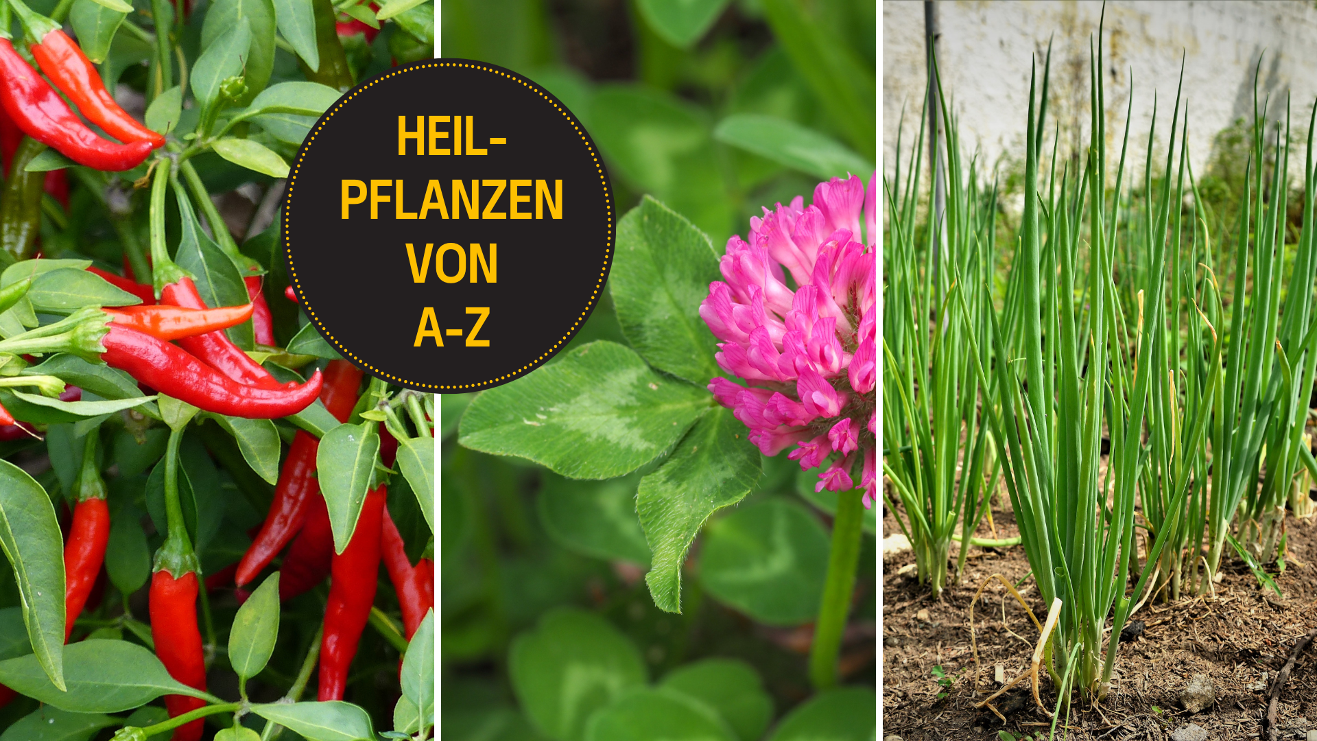 Die Wirkung von Chili, Klee und Schnittlauch