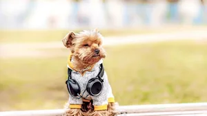 Der richtige Sound für Hund und Co.: Spotify behauptet, ihn zu kennen.