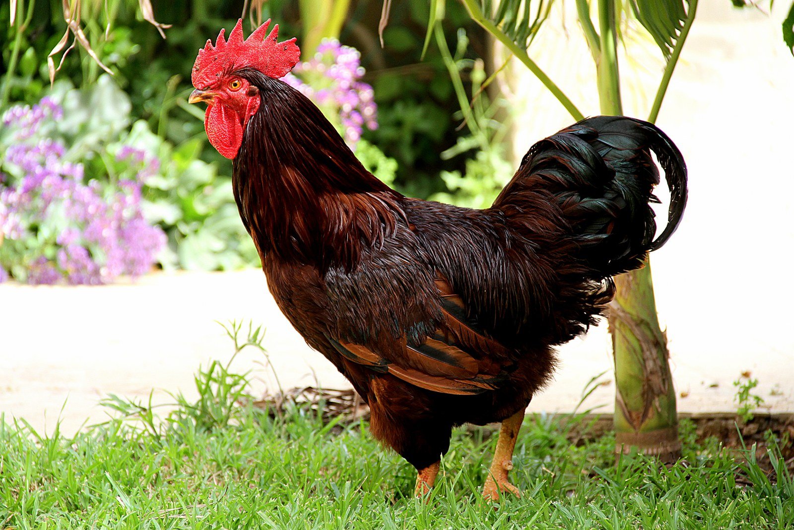 Das Rhode-Island-Huhn