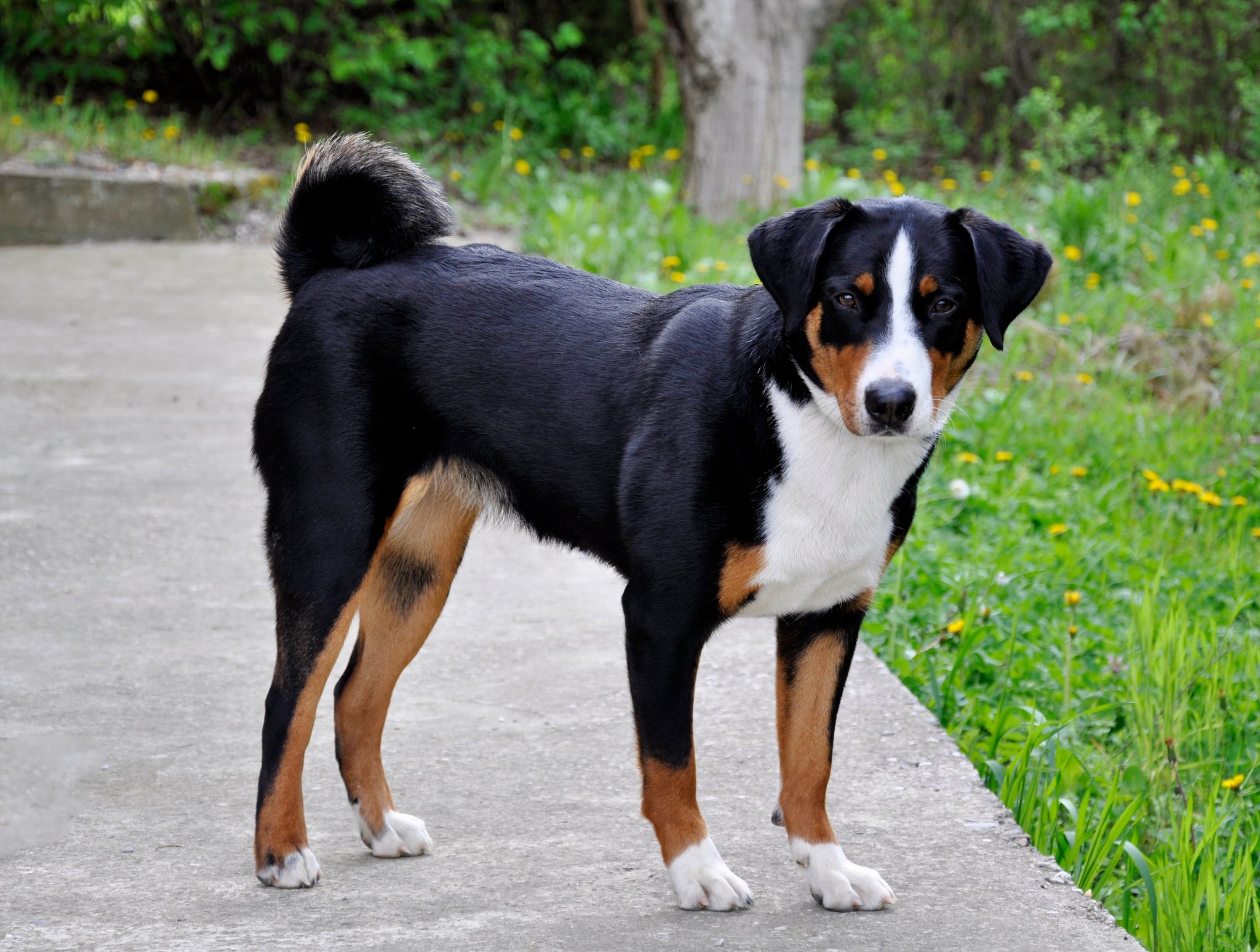 Appenzeller Sennenhund – der mit dem Posthörnchen