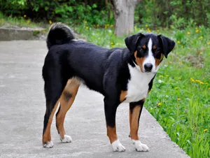 Typisch für den Appenzeller Sennenhund ist seine Rute, die seitlich oder in der Mitte über die Kruppe gerollt ist. Sie wird von Kennern auch «Posthörnchen» genannt.