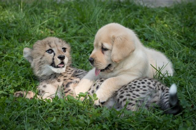 01-gepard-und-hund.jpg