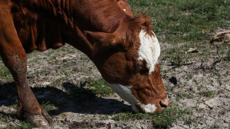 Kuh auf trockener Weide