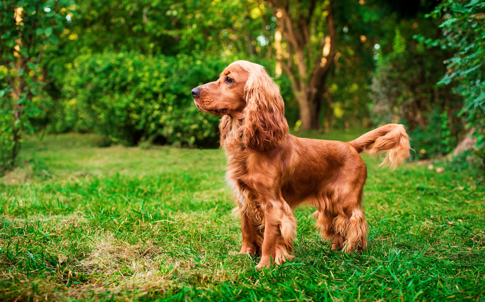 English Cocker Spaniel – der sensible Charmeur