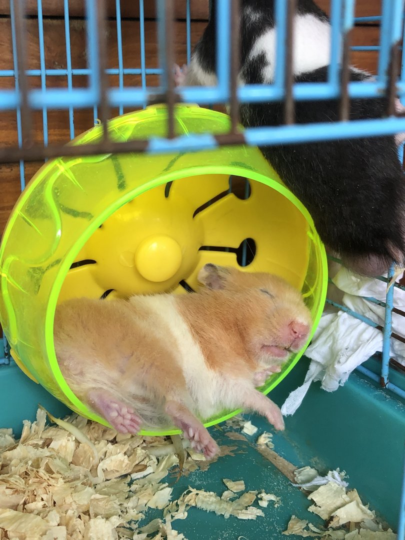 Berner Studie enthüllt – Darum laufen Hamster bis zur totalen Erschöpfung im Rad