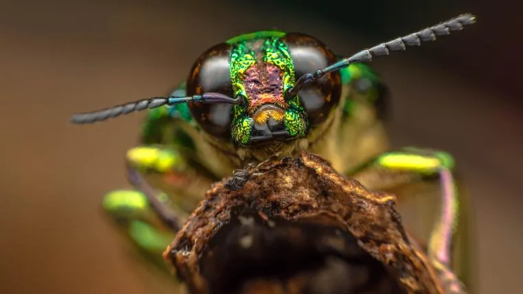 67464dbfc34bd98db1f9013851a4076bb67f80ac Insekten