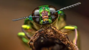 Dringend notwendig: weitere Massnahmen gegen das Insektensterben.