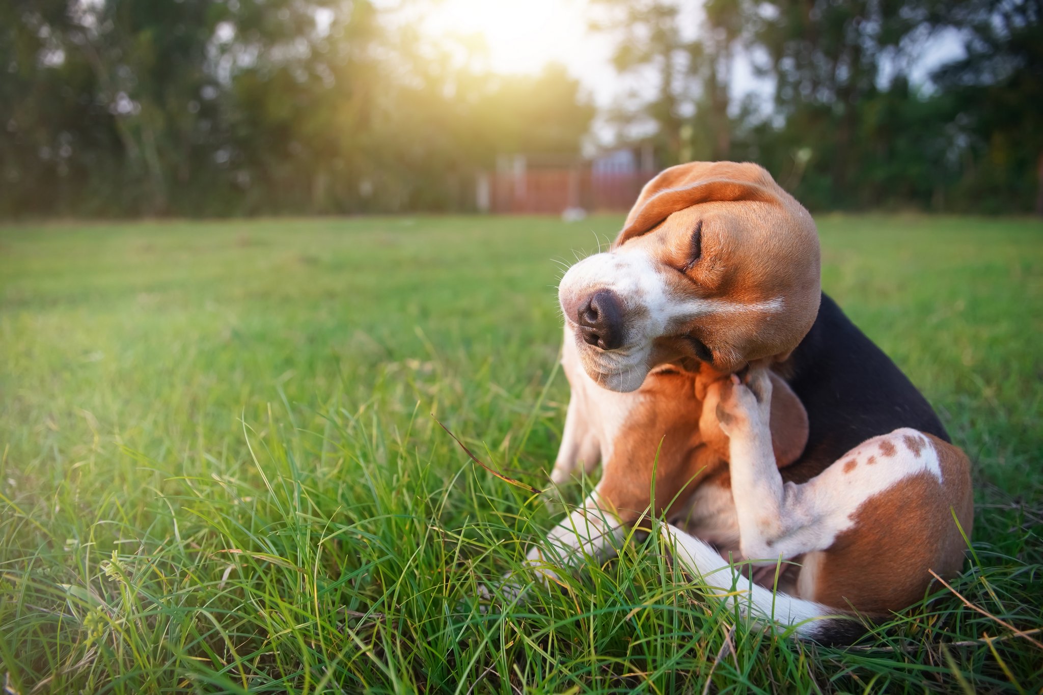 Effektive Hilfe bei Flohbefall beim Hund