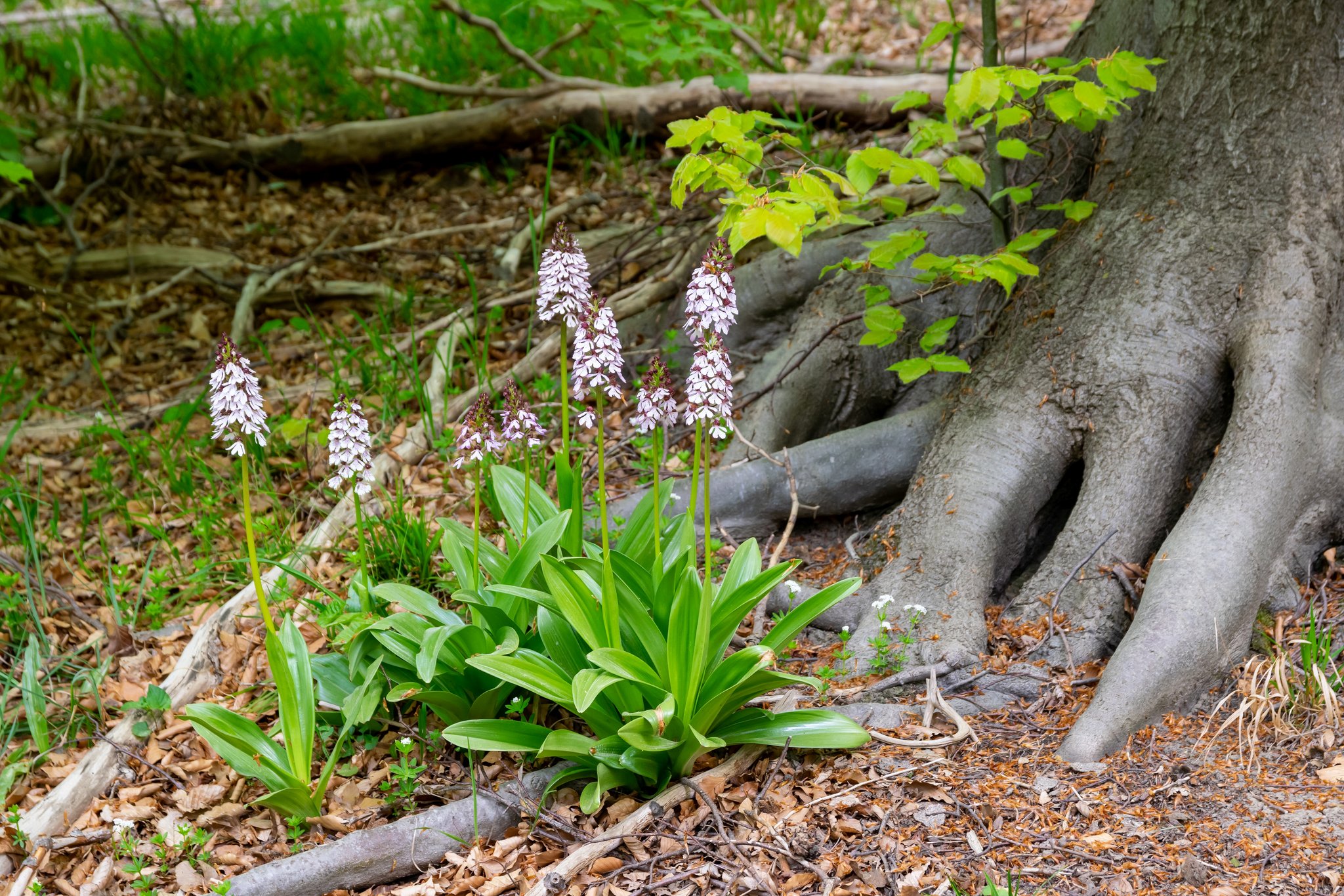 Orchideen der Schweiz und wo man sie findet