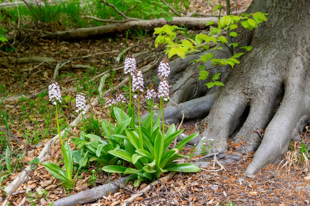 1_Tsungam Orchideen der Schweiz und wo man sie findet