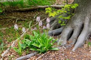 Das Purpur-Knabenkraut gehört zu den auffälligsten Schweizer Orchideen.