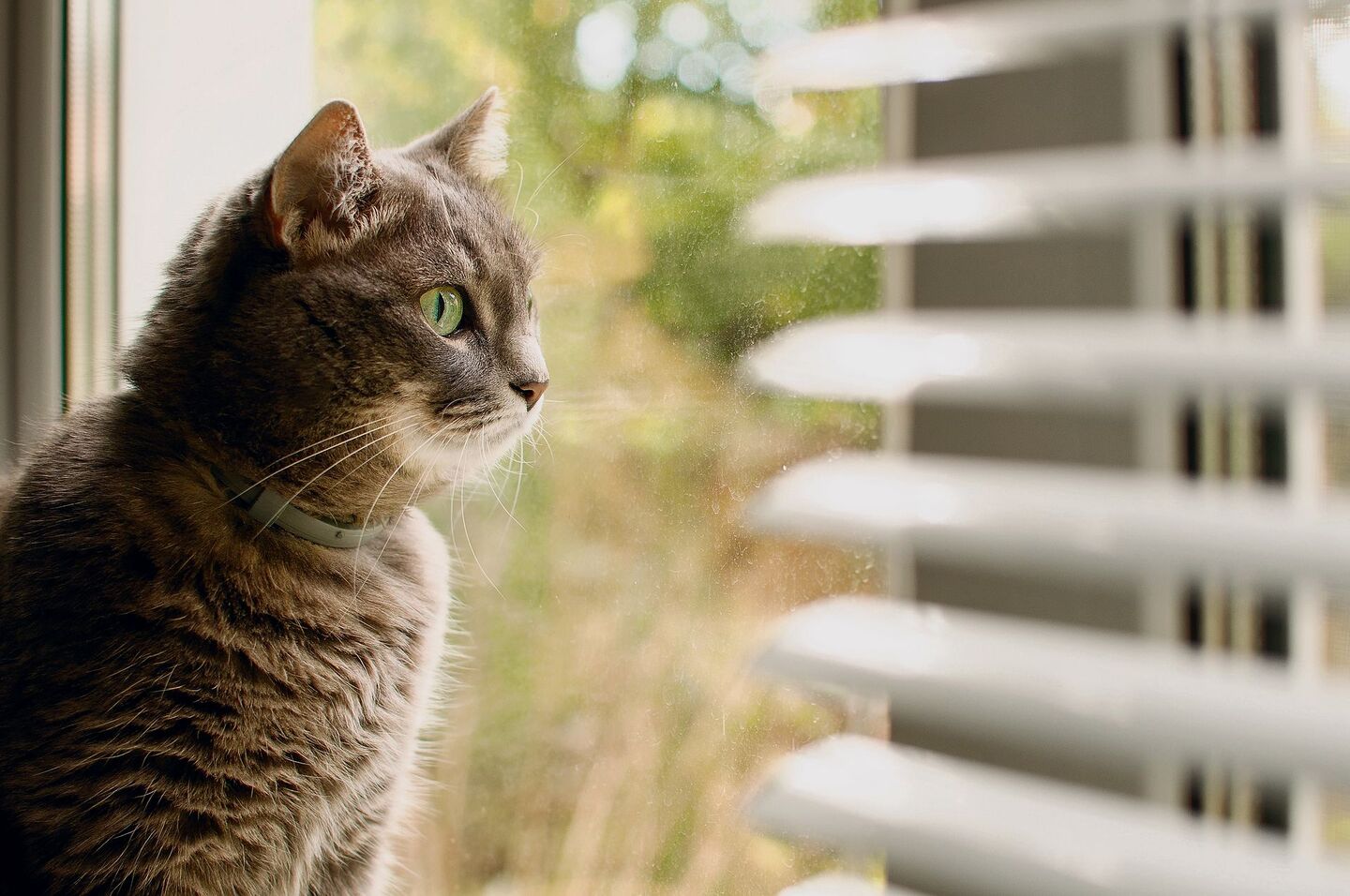Gewisse Katzen verbringen Stunden vor dem Fenster.