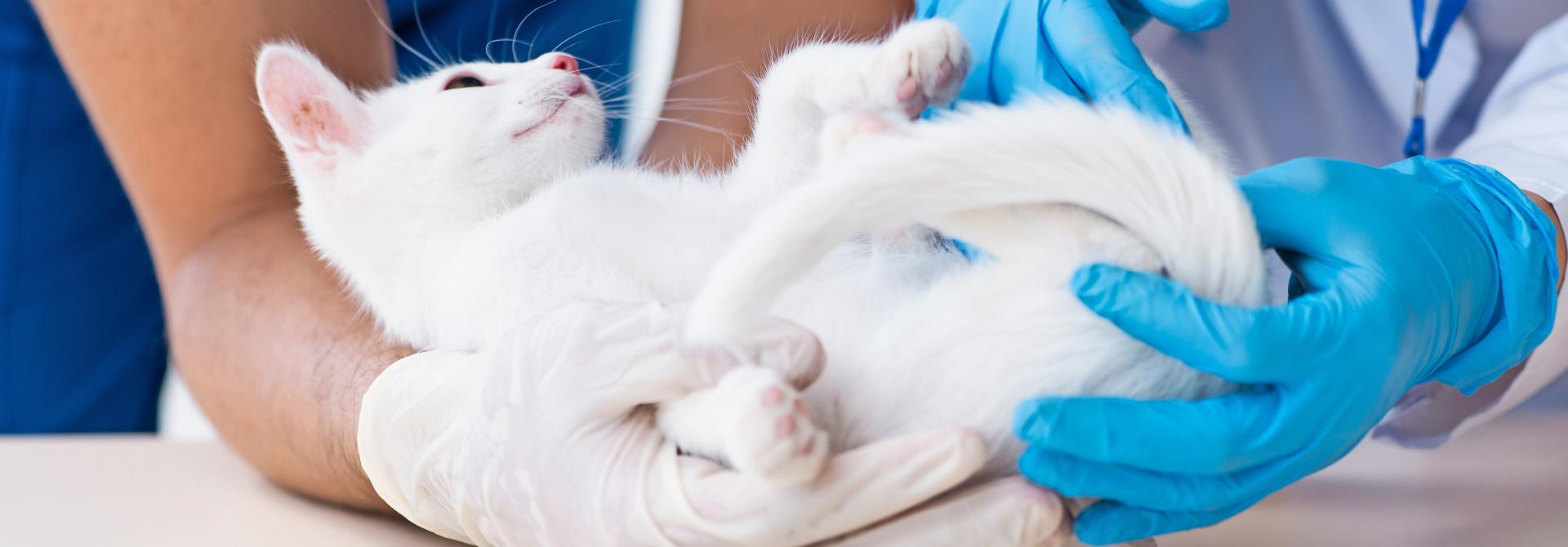Katze beim Tierarzt mit entzündeter Analdrüse