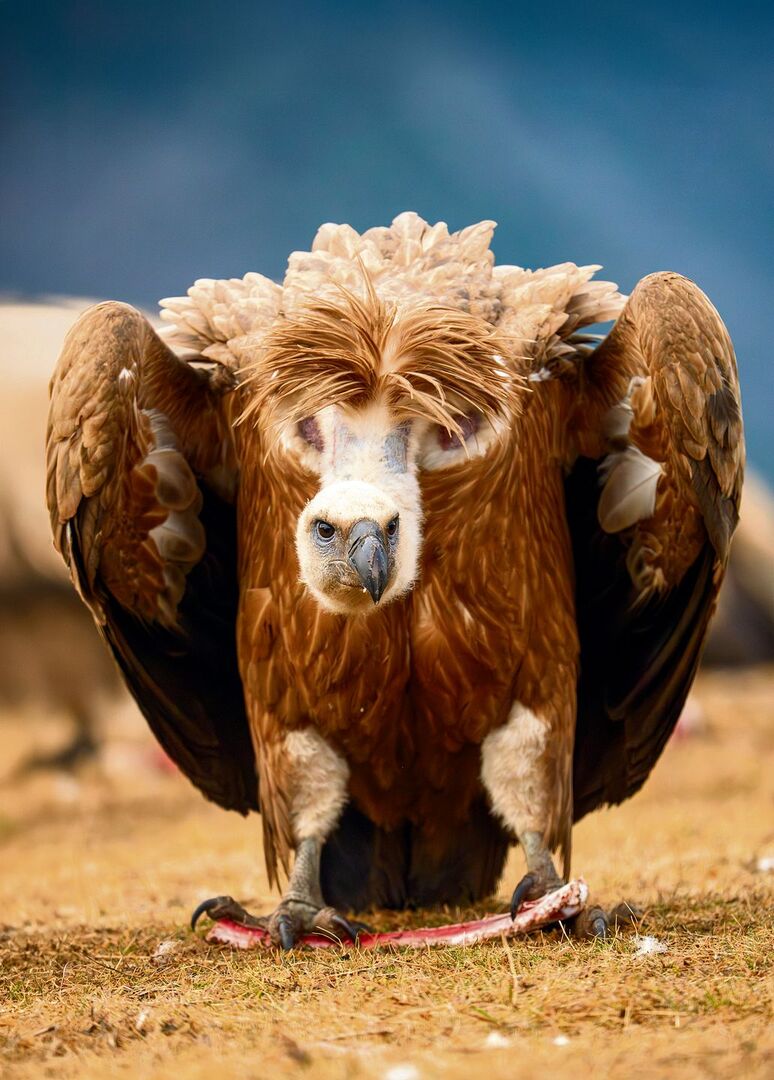 Die Gänsegeier leben im Sommer in den Alpen und spähen nach Aas.