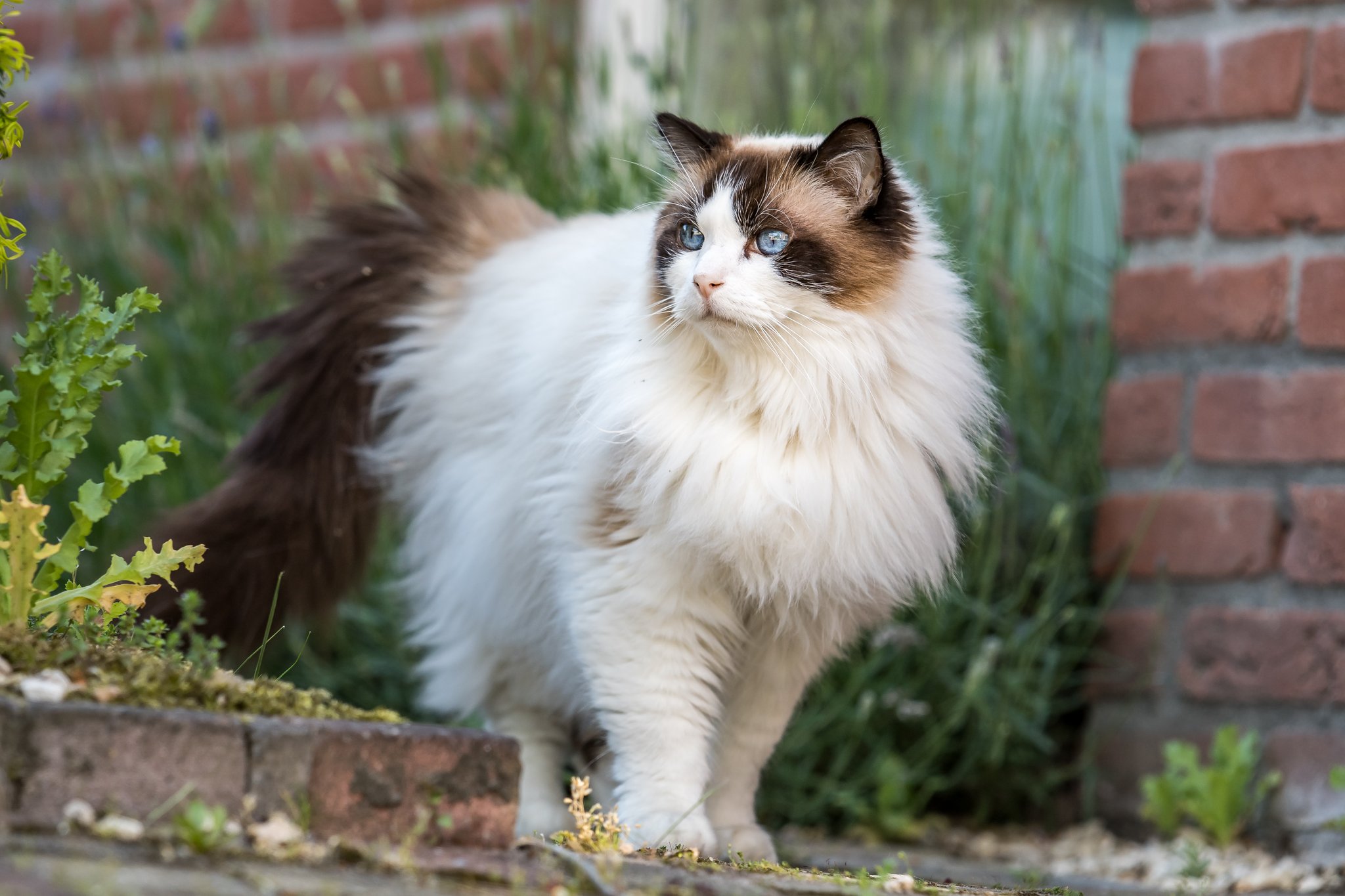 Ragdoll: Verschmuste und entspannte Schönheiten
