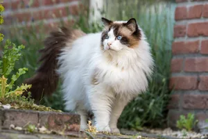 Ragdolls gehören zu den grössten Hauskatzenrassen der Welt.