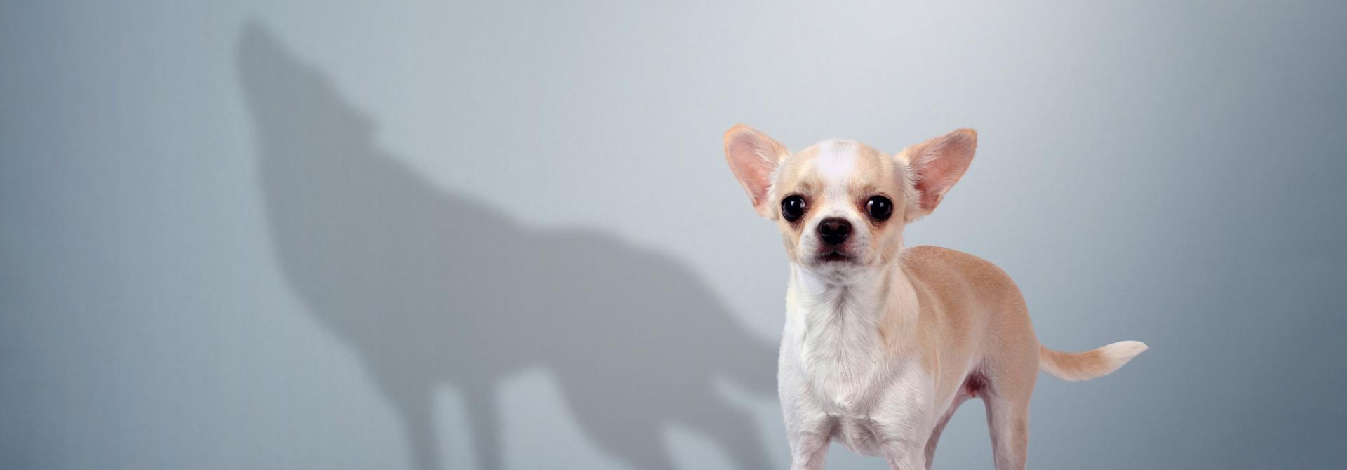 Chihuahua mit Wolfsschatten