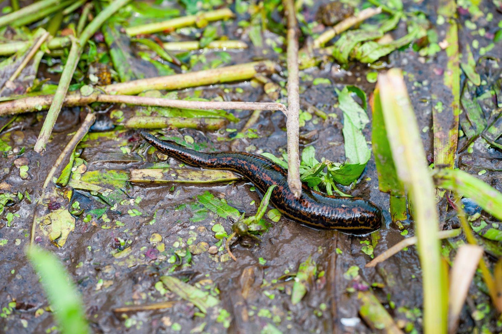 Blutegel in der Schweiz – seltene Wildtiere und gefragte Helfer in der Medizin