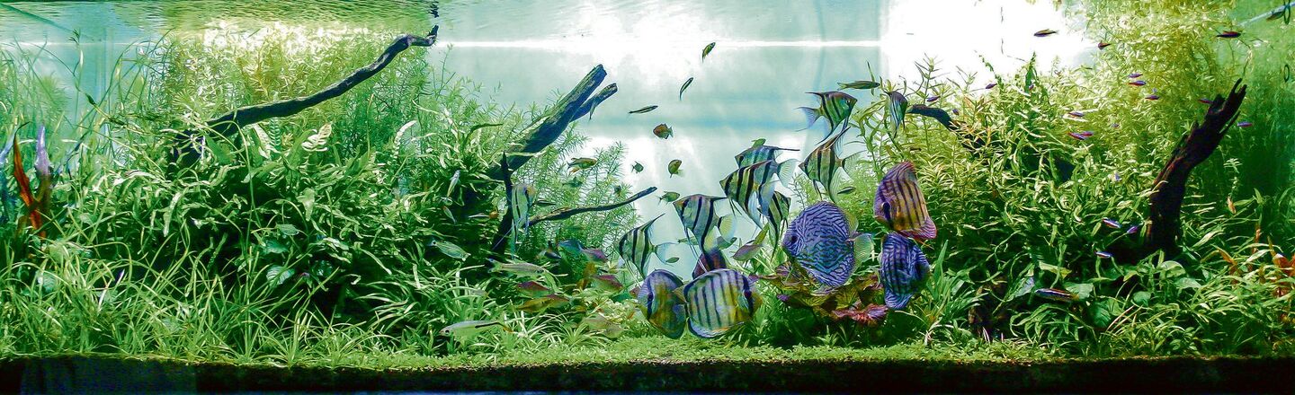 Aquarium