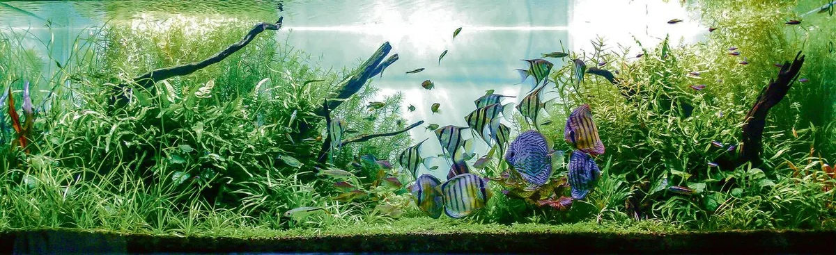 0485ef11a1bd087b9b35956bd14a0bd529636f7b95902e96cbf1bc4e478e9a37 Aquarium