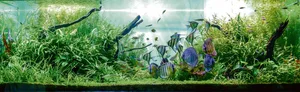 Ein Aquarium ist eine Augenweide.